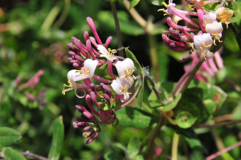 Lonicera implexa / Caprifoglio mediterraneo